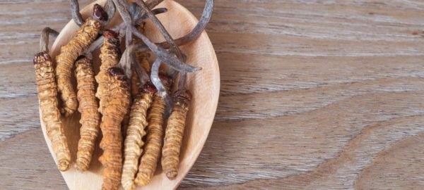 Cordyceps
